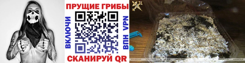 Псилоцибиновые грибы Psilocybine cubensis  Северодвинск 